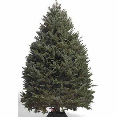 5-6 ft. Canadian Balsam Fir Christmas Tree (Includes Tree Stand, Delivery, & Installation)