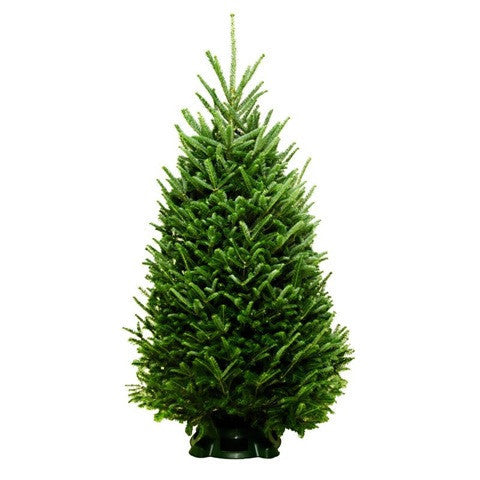 7-8' Fraser Fir Tree - SoHo Trees